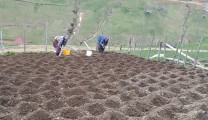 Alaca Yaylası’nda patates ekimi başladı❗️