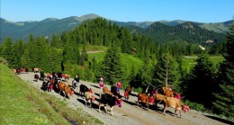 ŞALPAZARI’NDA YAYLA GÖÇLERİ GİDİYOR