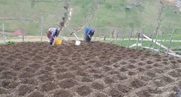 Alaca Yaylası’nda patates ekimi başladı❗️
