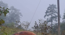 Geyikli Mahallesi’nde Elektrik Akımından Bir İnek Telef Oldu, Bir Kişi Yaralandı