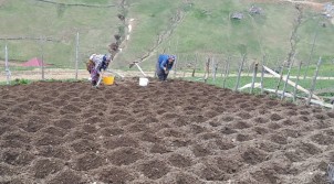 Alaca Yaylası’nda patates ekimi başladı❗️