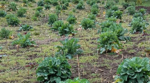 Şalpazarı’nda Doğadan Sofraya Uzanan Miras