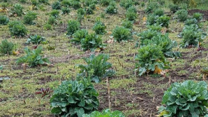 Şalpazarı’nda Doğadan Sofraya Uzanan Miras