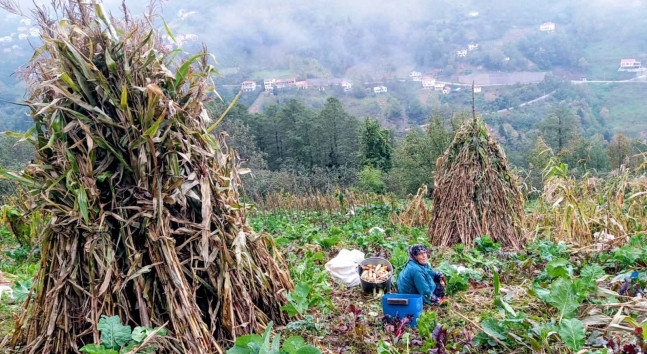 Şalpazarı’nda Hasat Zamanı…