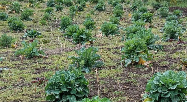 Şalpazarı’nda Doğadan Sofraya Uzanan Miras