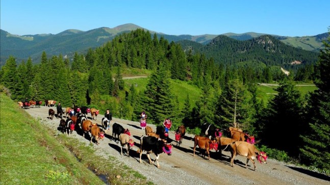 ŞALPAZARI’NDA YAYLA GÖÇLERİ GİDİYOR