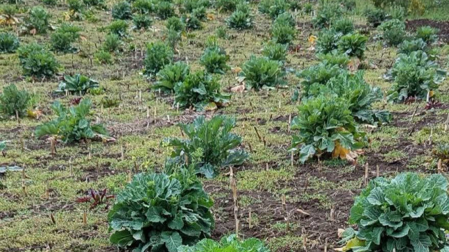 Şalpazarı’nda Doğadan Sofraya Uzanan Miras