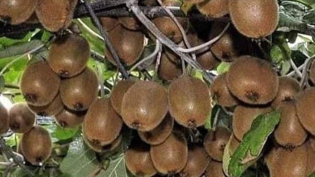 Şalpazarı’nda Kivi Yetiştiriciliği Artıyor!