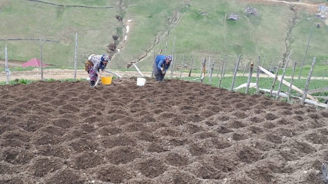 Alaca Yaylası’nda patates ekimi başladı❗️