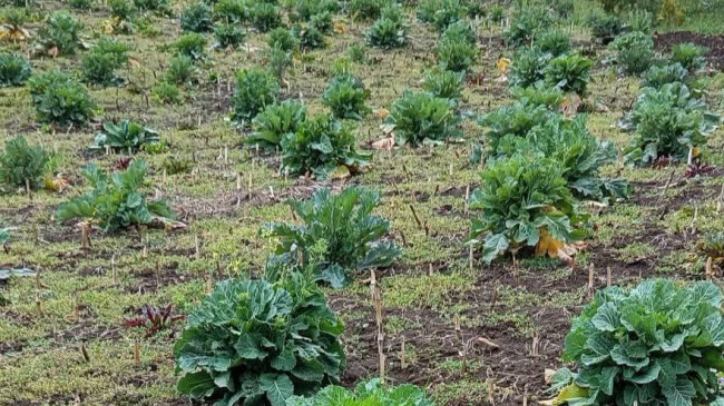 Şalpazarı’nda Doğadan Sofraya Uzanan Miras