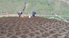 Alaca Yaylası’nda patates ekimi başladı❗️