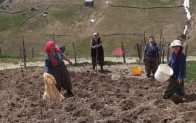 Alaca Yaylası’nda patates ekimi başladı