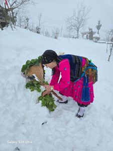 ÇEPNİ’LERİN AYŞE BAŞKANI KAR ALTINDAN PANCAR TOPLADI